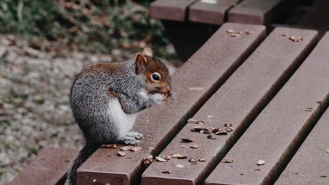 squirrel eating nut
