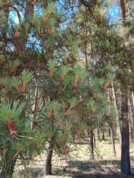 Close up of young pine cones and pollen buds on a tree branch in spring forest