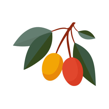 Oleaster, flat 2D illustration, minimal modern design, clean shapes, isolated on a white background.