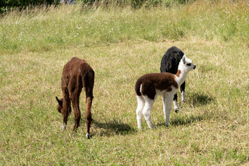 Fototapeta premium alpaka tier natur lama familie