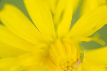 Obraz premium blume gelb makro garten