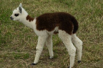 Fototapeta premium alpaka tier natur lama baby