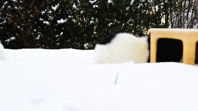 meerschweinchen schnee winter tier natur nager laufen rennen