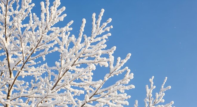Snowcovered tree branches against a clear blue winter sky