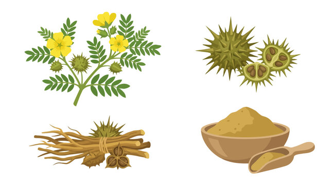 Tribulus terrestris plant and herbal powder on white background