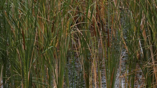 Common bulrush (Typha latifolia) vertical green and brown stalks growing in wild swamp. Close-up, soft light atmosphere. Botanical growth and flora lifecycle.