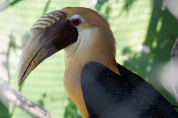 Obraz premium Papuan kalao at the zoo. Wild animals.