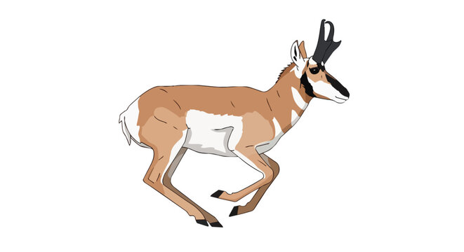 Pronghorn Antelope Running Wild North American Animal Wildlife Illustration Isolated on White Background for Design