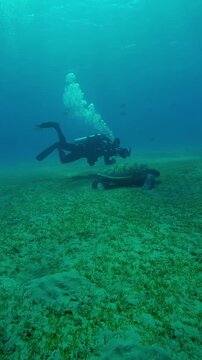 Vertical footage, Scuba diver films a Sea turtle grazes on sea bottom in the evening light at sundown, Slow motion of Great Green Sea Turtle, Chelonia mydas feeding on seabed at sunset  