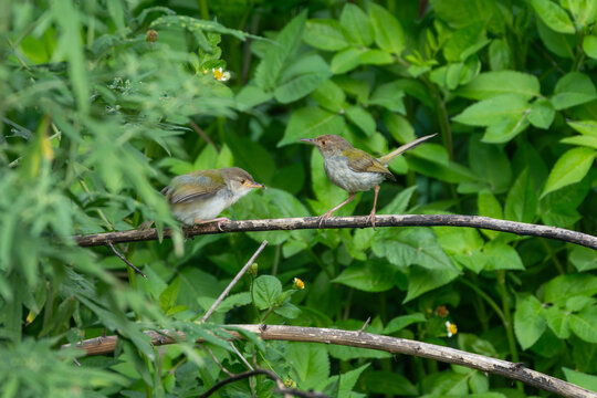 Common Tailorbird feeding its fledgling chick in its natural habitat. This heartwarming wildlife photograph captures a parent bird caring for its young, highlighting natural behavior, family bonding, 