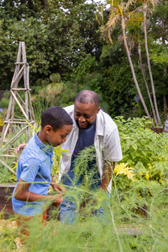African American father and youth son leaning, inspecting plants in backyard raised beds in tees