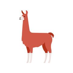 Obraz premium Flat 2D illustration of Llama, clean vector illustration style, isolated on a white background.