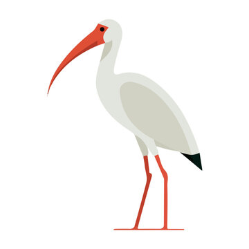 Flat 2D illustration of Ibis, clean vector illustration style, isolated on a white background.