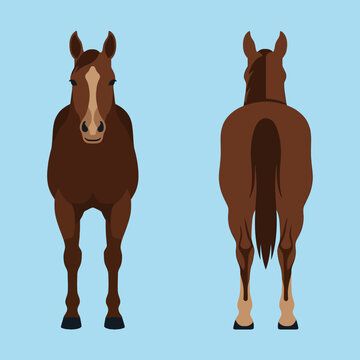Front and back view of a brown horse illustration
