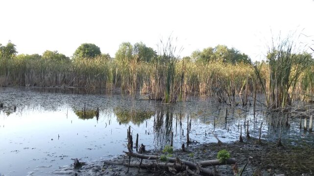 Vast swamp landscape with dry brown reeds and dead wood logs under open clear sky, camera pan. Long shot, bright natural lighting atmosphere. Vastness and fragile ecosystem.