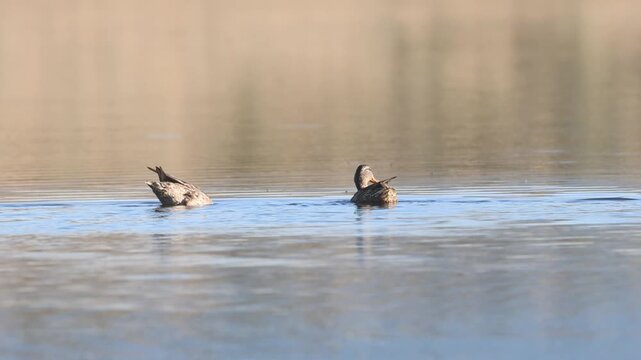 Two female mallards (Anas platyrhynchos) dabble and tip forward in calm water at Shugru Reservoir, Lassen County, California, in slow motion.