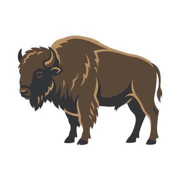 A powerful brown bison stands in a side profile view