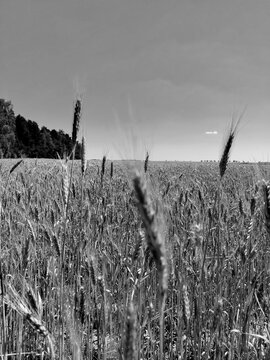Black and white landscape of a rural rye field under a dramatic sky
