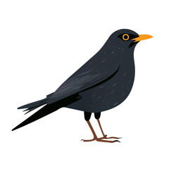 Fototapeta premium Simple flat 2D illustration of Blackbird, modern minimalist artwork, isolated on a white background.