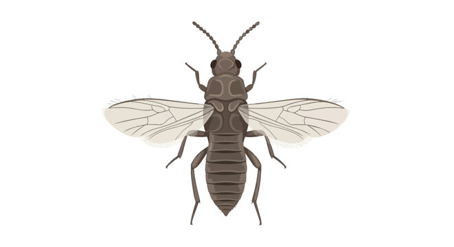 Detailed Brown Winged Insect Illustration with Transparent Wings and Segmented Abdomen Isolated on Plain White Backdrop