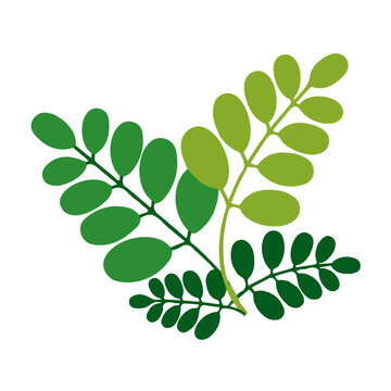 Moringa, flat 2D graphic illustration in a modern minimal style, isolated on a white background.