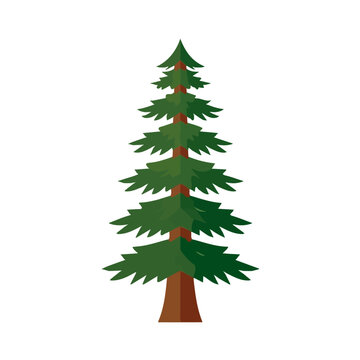 Sequoia Tree, modern flat 2D illustration with clean simple shapes, isolated on a white background.