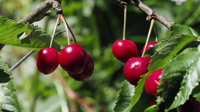 Close-up of fresh red cherries growing on a fruit tree in a garden orchard, with a hoverfly insect buzzing around.