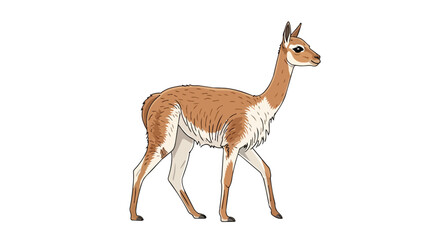 Fototapeta premium Realistic Wild Vicuna Illustration Walking on Plain White Background for South American Wildlife and Nature Concepts