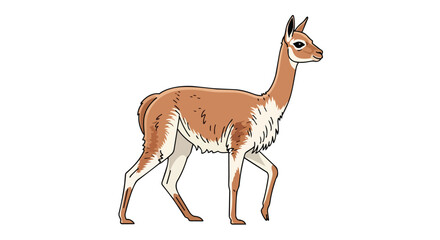 Fototapeta premium Wild Vicuna Side Profile Illustration South American Camelid Standing on White Background Andes Mountains Wildlife Art