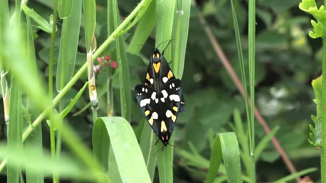 Scarlet tiger moth (Callimorpha dominula) is a brightly colored day-flying moth belonging to the family Erebidae