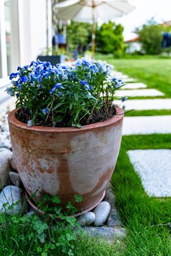 Blue pansy flowers blooming in terracotta pot in backyard garden