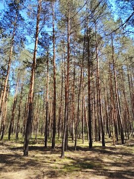 Tall pine trees stretching up to a blue sky in a sunny summer forest