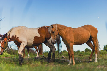 Obraz premium Horses grazing in a meadow. Rural landscape with beautiful brown and white horses standing on green grass field. Animals in nature, ranch life and livestock farming concept.