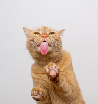hungry orange cat licking treats off glass table sticking out tongue making funny face with copy space