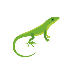 Fototapeta premium Anole, flat 2D illustration, minimal modern design, clean shapes, isolated on a white background.