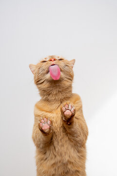 hungry orange cat licking treats off glass table sticking out tongue making funny face with copy space