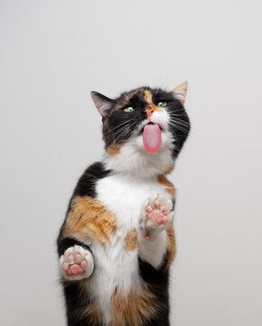 hungry calico cat licking treats off glass table sticking out tongue making funny face with copy space
