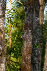 Fototapeta premium A woodpecker sticks its head into a tree's nesting cavity