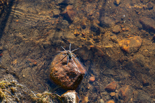 A spider on a stone by the water