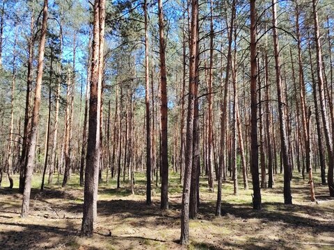 Scenic horizontal view of tall pine tree trunks in a sunny woodland