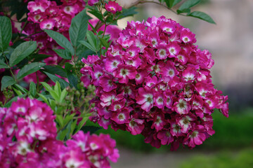 Fototapeta premium Kleine Rosenblüten in pink in einem Ball Blühend, Rosengarten Hitze Juni