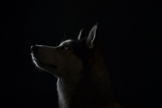 Portr&auml;t eines Siberian Huskys mit blauen Augen auf neutralem Hintergrund. Hochwertiges Tierportr&auml;t zu Hunderasse, Haustier, Tierfotografie, Natur und Hundeliebe.