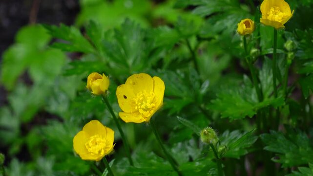 Vibrant yellow meadow buttercup flowers gently swaying in the wind against a lush green foliage background