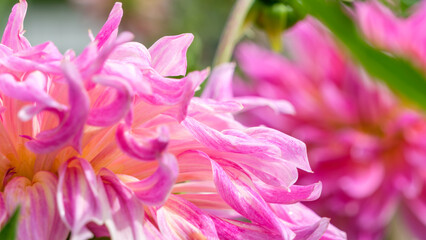 Obraz premium Gorgeous pink dahlia flower petals blooming in early summer, botanical subject with beautiful color and texture captured in macro photography