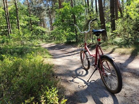 Vintage bicycle parked on a sunny dirt road in a green summer forest