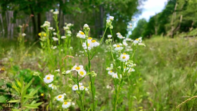 Wild flowers swaying in breeze on grassy meadow edge near forest. Erigeron strigosus, prairie fleabane