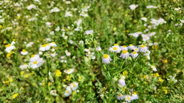 Wild flowers swaying in green meadow field during spring daytime. Erigeron strigosus, prairie fleabane