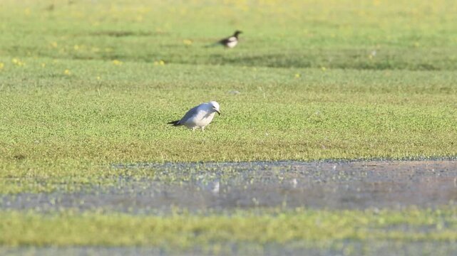 A California gull (Larus californicus) eats a large insect on the shore at Shugru Reservoir, Lassen County, California, in slow motion.