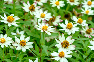 Fototapeta premium Beautiful white zinnia flowers blooming in a sunny park, natural spring background