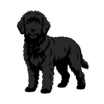 A black labradoodle dog stands on a white background